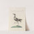 Ornithologia methodice digesta Pl.459 by Saverio Manetti