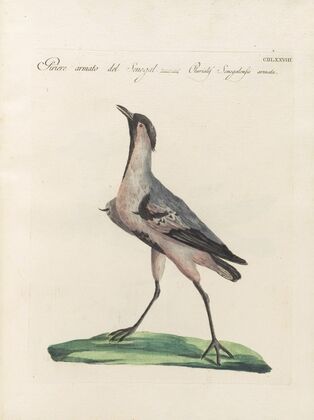 Ornithologia methodice digesta Pl.460