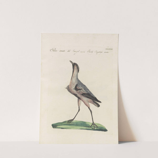 Ornithologia methodice digesta Pl.460 by Saverio Manetti