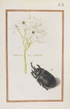 Ornitogalum arabicum (1624)