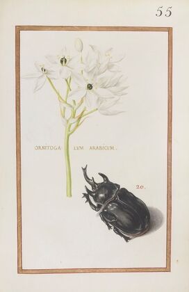Ornitogalum arabicum (1624)