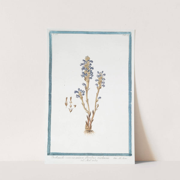 Orobanche ramosa, minor, floribus violaceis - Malérba. (Branched broomrape) by Giorgio Bonelli