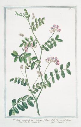 Orobus sylvaticus, viciae foliis – Orobo salvatico – Orobe