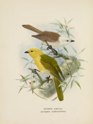 Orthonyx albicilla abd Orthonyx ochrocephala
