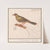 Ortolaan (Emberiza hortulana) (1596-1610) by Anselmus Boëtius de Boodt
