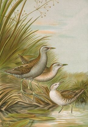 Ortygometra parva