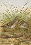 Ortygometra porzana