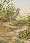 Ortygometra pusilla (Pall.)