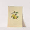Osband’s Summer Pear (1872) by Dellon Marcus Dewey