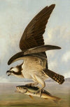 Osprey and Weakfish