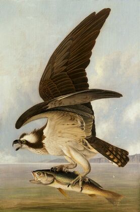 Osprey and Weakfish