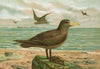 Ossifraga gigantea (GMEL.), Riesen-Sturmvogel