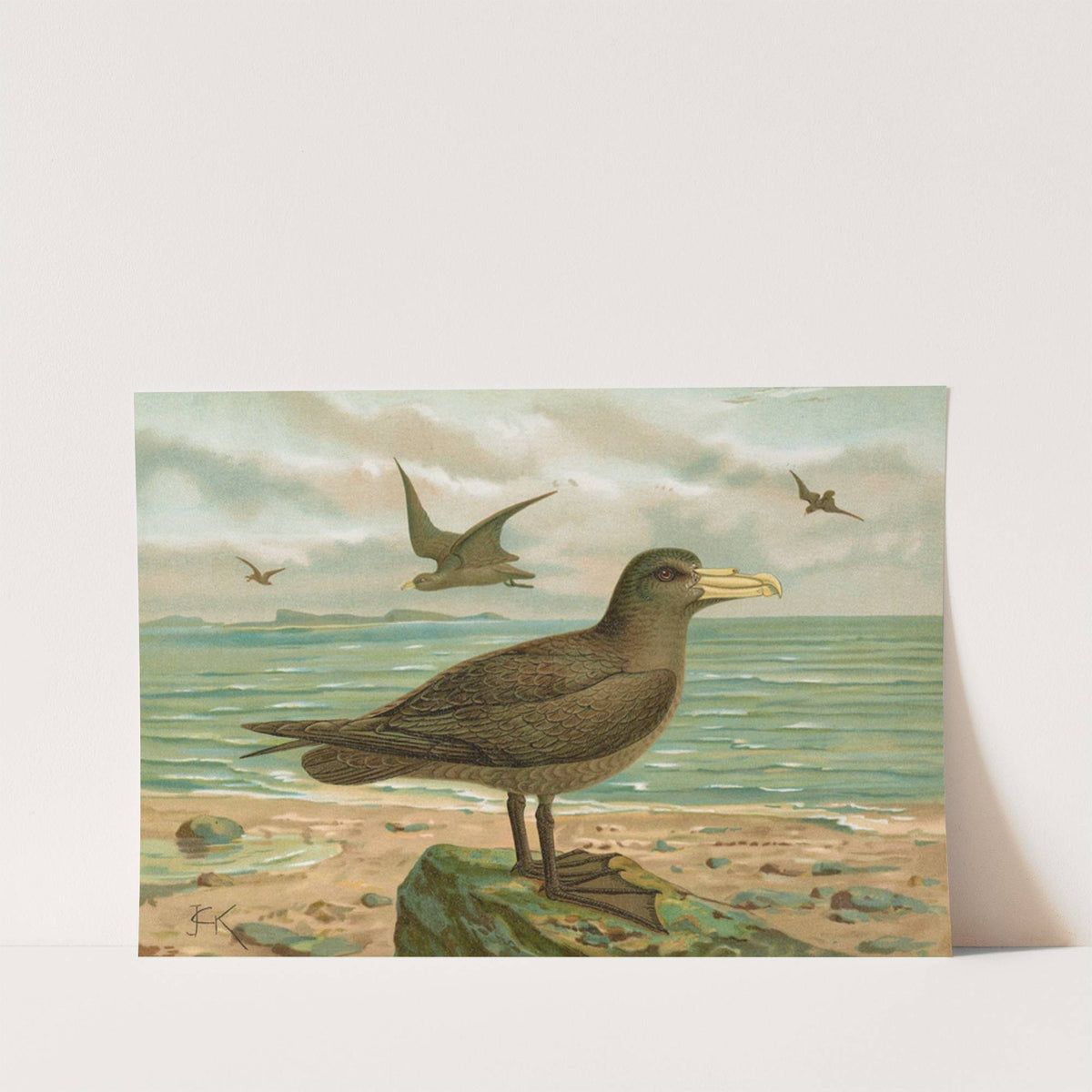 Ossifraga gigantea (GMEL.), Riesen-Sturmvogel by Johann Friedrich Naumann