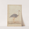 Ostrich by Gangaram Chintaman Tambat