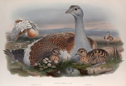 Otis tarda. Great Bustard. (1862-1873)