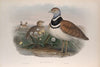 Otis tetrax. Little Bustard. (1862-1873)