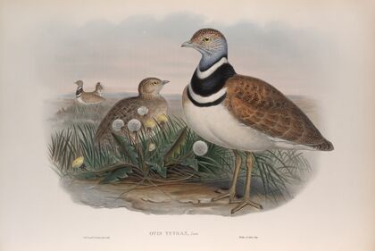 Otis tetrax. Little Bustard. (1862-1873)