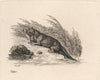 Otter (1812)