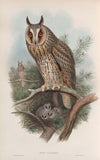 Otus vulgris. Long-eared Owl. (1862-1873)