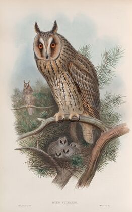 Otus vulgris. Long-eared Owl. (1862-1873)