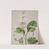 Ourisia by Sarah Featon