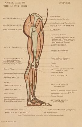 Outer view of the lower limb