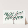 Ovate-leaved Bilberry by Sydenham Edwards