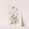Ovate Pouchbell by Sydenham Edwards