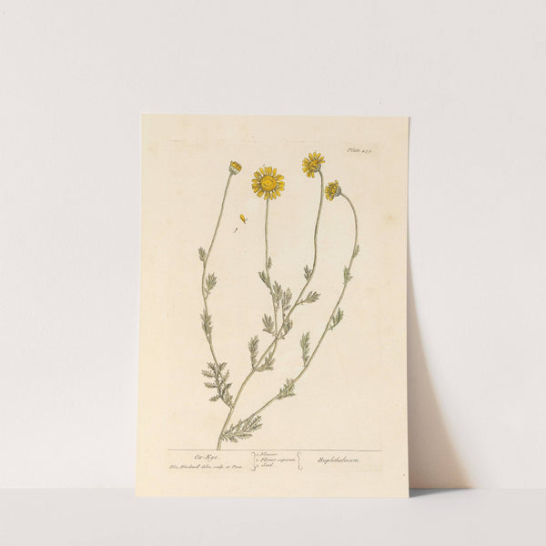 Ox-eye (1739) by Elizabeth Blackwell