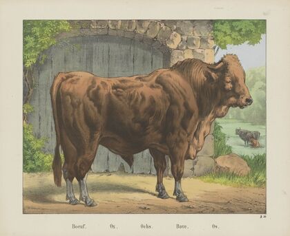 Ox (1829-1880)