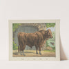 Ox (1829-1880) by Joseph Scholz