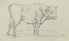 Ox to the right
