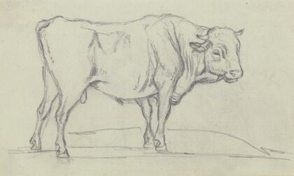 Ox to the right