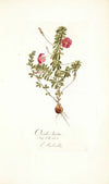 Oxalis hirta