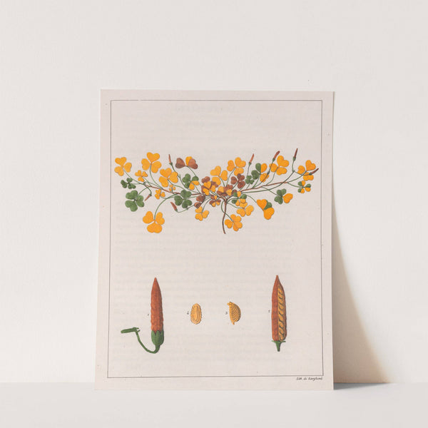 Oxalis Repens (1824-1828) by Auguste de Saint-Hilaire