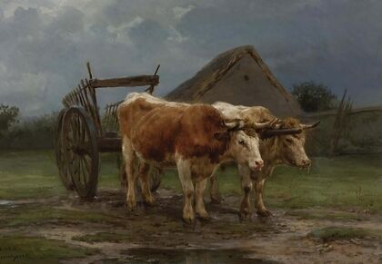 Oxen Pulling A Cart