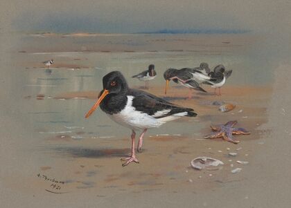 Oyster Catchers (1931)