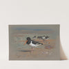 Oyster Catchers (1931) by Archibald Thorburn