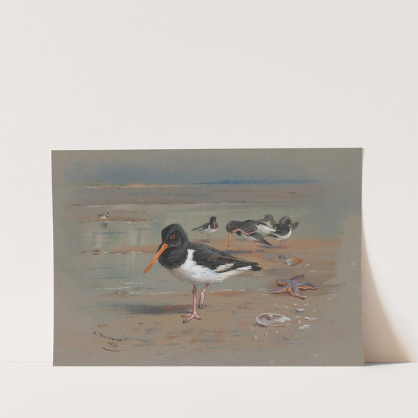 Oyster Catchers (1931) by Archibald Thorburn