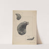 Oyster Shaped Flask by Francis Law Durand