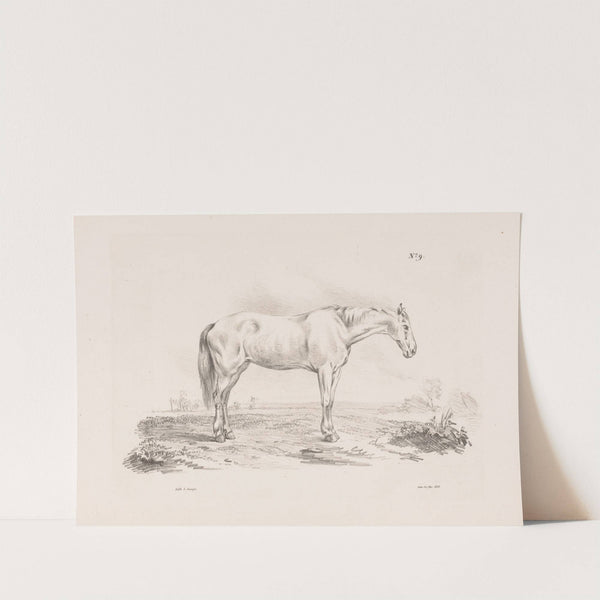 Paard in een weiland (1835) by Pieter Frederik van Os