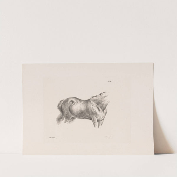 Paardenromp (1835) by Pieter Frederik van Os