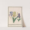 Paarse iris (Iris germanica) (1596-1610) by Anselmus Boëtius de Boodt