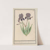 Paarse iris (Iris germanica) Voilette lisbloeme. irides violaceae. iris violettes. (1596-1610) by Anselmus Boëtius de Boodt