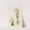Pachypodium Succulentum by Illtyd Buller Pole-Evans