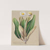 Pachystegia insignis by Sarah Featon