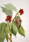 Jack in the Pulpit (1876)