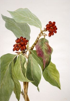 Jack in the Pulpit (1876)