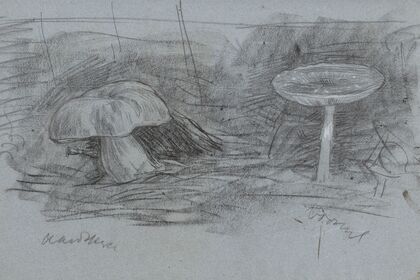 Paddenstoelen