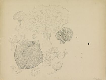 Paddestoelen